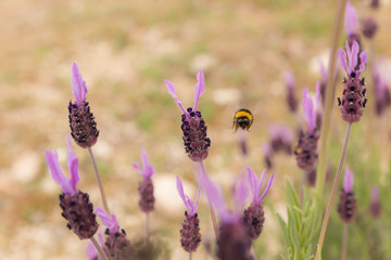 Bee searching for nectar in a spanish lavender field