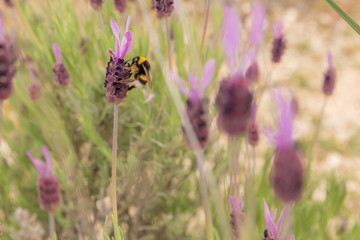 Bee searching for nectar in a spanish lavender field
