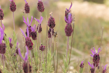 Bee searching for nectar in a spanish lavender field