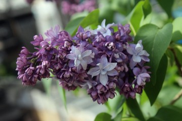 Fototapeta premium flowers of lilac