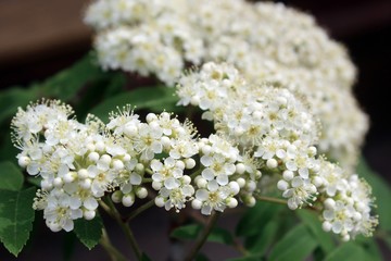 Flowering rowan, sorbus aucuparia, in early summer