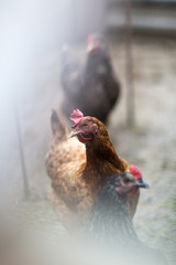 Portrait of chicken in crowded barn with fog