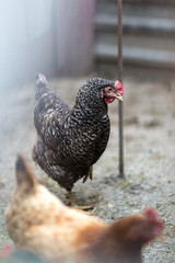 Portrait of chicken in crowded barn with fog
