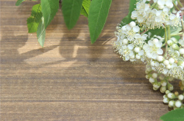 white flowers on the wall