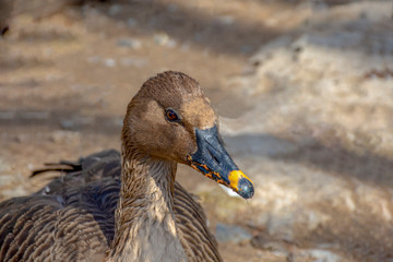 Goose. Very beautiful bird on a walk