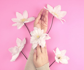 two female hands holding blooming white clematis buds on a pink background