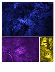 Glowing blue, yellow and purple leaves Pattern Beautiful Tropical 