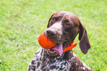 german shorthaired pointer, german kurtshaar one spotted puppy lying on green grass, looking straight into the eyes, intelligent look and sweet dog, in the mouth grass, close-up portrait