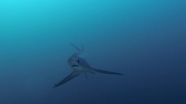 Underwater Video Of Pelagic Thresher Shark Approaching Very Close Up At Monad Shoal In The Visayan Sea Malapascua Philippines 