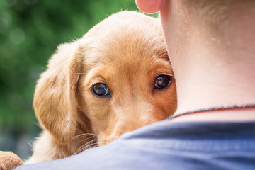 A boy holds on his hands a dog of breeds a cocker spaniel with a smart, concentrated look_