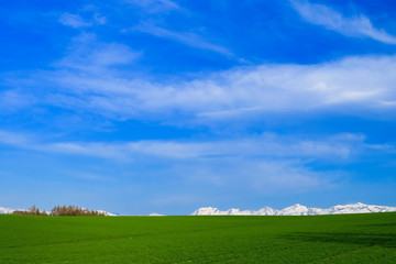 日本　北海道　青空と草原テクスチャ