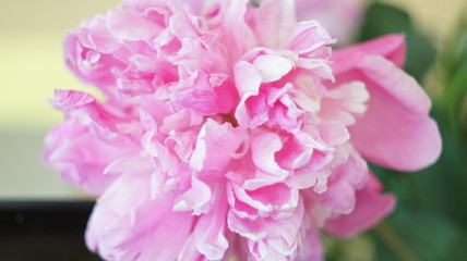 Peonies