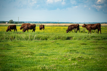 Cattle grazing in rural setting in southern England