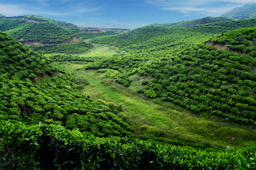  Tea plantation with green fresh leaves in sumatra island,indonesia - obrazy, fototapety, plakaty