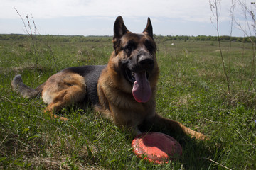 German Shepherd on holiday with his friends