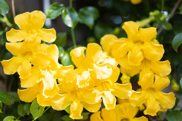 Beautiful yellow flowers with green leaves  background,Cat's Claw, Catclaw Vine, Cat's Claw Creeper...
