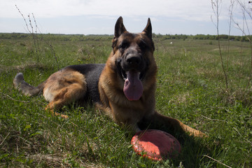 German Shepherd on holiday with his friends