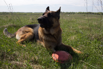 German Shepherd on holiday with his friends