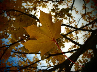 Golden autumn leaf on a trees background. Forest in the sky