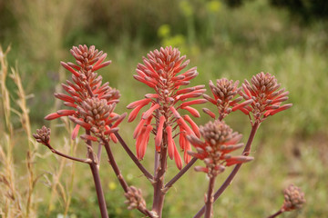 Plante grasse