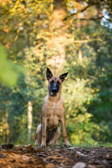 Malinois Nachwuchsrettungshund in der Ausbildung