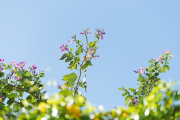Beautiful pink Bauhinia flowers,Hong kong orchid tree over bright blue sky background