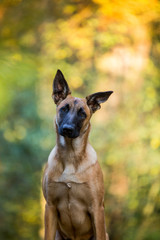 Malinois Nachwuchsrettungshund in der Ausbildung