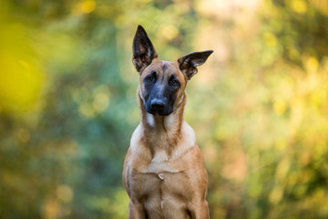 Malinois Nachwuchsrettungshund in der Ausbildung