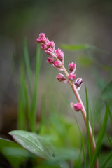 Pyrola rotundifolia, perennial grass belonging to the heather family. A rare plant listed in the Red Book of Russia.