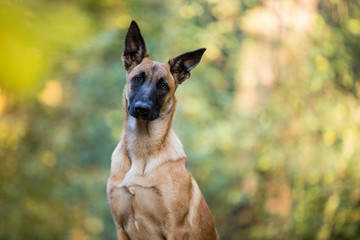 Hund Porträt Malinois Nachwuchsrettungshund in der Ausbildung sehr aufmerksamer Blick; Porträt eines Hundes mit schöner schwarzer Maske,  - obrazy, fototapety, plakaty