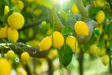 Yellow ripe lemons with green leaves on lemon tree