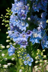 Rittersporn Delphinium Hybride