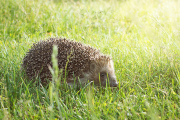  Hedgehog in grass at sunset