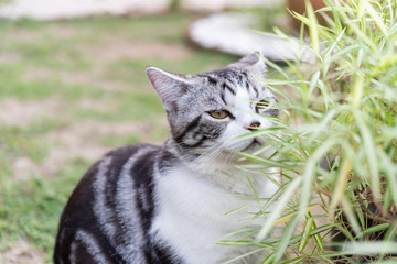 A lovely cat with bamboo tree,Thyrsostachys siamensis Gamble,natural medicine plant fot cats