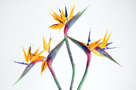 Beautiful flowers symbolize a beautiful life, and a beautiful life is inseparable from beautiful flowers.