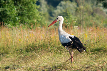 Obraz na płótnie Canvas White stork walking in the field at sunset