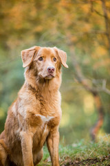 Nova Scotia Duck Tolling Retriever im Portrait