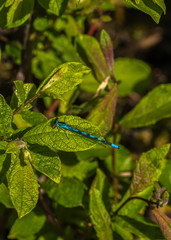 leaf with drops of water