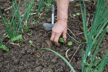 Female Farmers Hand Planting Small Plant In Organic Garden