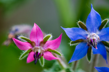 Pink and Blue Borage Flowers, Close up