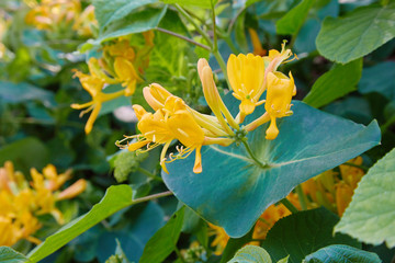 Blooming yellow honeysuckle Bush.  Flowering white-yellow Honeysuckle(Woodbine). Lonicera japonica,...