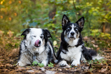 zwei Hunde liegen zusammen und schauen in die Kamera, Huskymix und Mischling im Herbstlicht liegen im Wald
