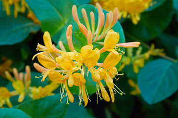 Blooming yellow honeysuckle Bush.  Flowering white-yellow Honeysuckle(Woodbine). Lonicera japonica,...