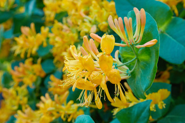 Blooming yellow honeysuckle Bush.  Flowering white-yellow Honeysuckle(Woodbine). Lonicera japonica,...