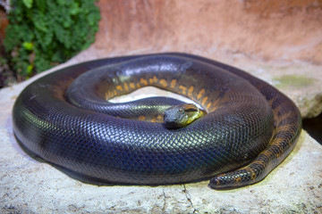 Close up of the big anaconda snakes