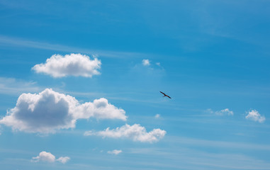 bird flying high in the blue sky 