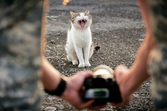 A man photographs a yawning cat. Creative perspective backstage shooting kitty.