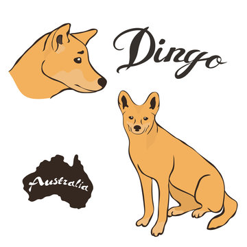 Australian wild dog dingo vector image isolated on white background. Dingo in full growth and profile head. Fauna Australia desert predatory animal. Realistic dingo design. Dingo of brown coloring.