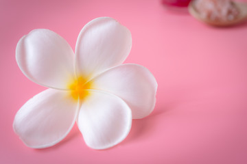 Obraz na płótnie Canvas Beautiful white Plumeria flower on pink background