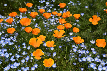 オレンジの花畑　